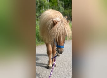 Mini pony Shetland, Semental, 1 año, 69 cm, Red Dun/Cervuno