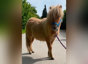 Mini pony Shetland, Semental, 1 año, 69 cm, Red Dun/Cervuno