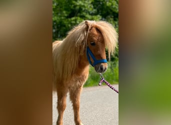 Mini pony Shetland, Semental, 1 año, 69 cm, Red Dun/Cervuno
