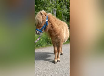 Mini pony Shetland, Semental, 1 año, 69 cm, Red Dun/Cervuno