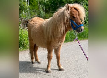 Mini pony Shetland, Semental, 1 año, 69 cm, Red Dun/Cervuno