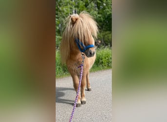 Mini pony Shetland, Semental, 1 año, 69 cm, Red Dun/Cervuno