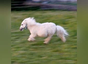 Mini pony Shetland, Semental, 1 año, 70 cm, Palomino