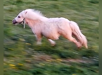 Mini pony Shetland, Semental, 1 año, 70 cm, Palomino