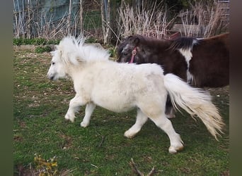 Mini pony Shetland, Semental, 1 año, 70 cm, Palomino