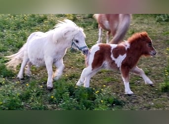 Mini pony Shetland, Semental, 1 año, 70 cm, Palomino