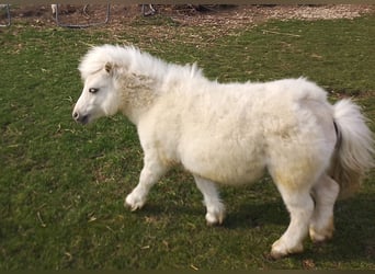 Mini pony Shetland, Semental, 1 año, 70 cm, Palomino