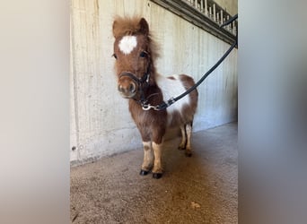 Mini pony Shetland, Semental, 1 año, 75 cm, Pío