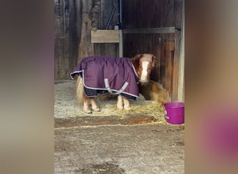 Mini pony Shetland, Semental, 1 año, 80 cm, Alazán