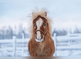 Mini pony Shetland, Semental, 1 año, 83 cm, Alazán-tostado