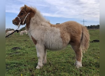 Mini pony Shetland, Semental, 1 año, 83 cm, Bayo
