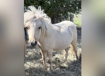 Mini pony Shetland, Semental, 1 año, 85 cm