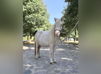 Mini pony Shetland, Semental, 1 año, 85 cm, Cremello