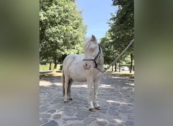 Mini pony Shetland, Semental, 1 año, 85 cm, Cremello
