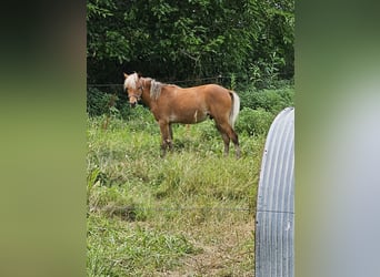 Mini pony Shetland, Semental, 1 año, 89 cm