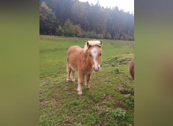 Mini pony Shetland, Semental, 1 año, Alazán