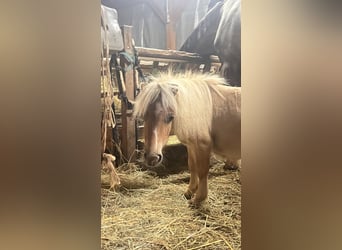 Mini pony Shetland, Semental, 1 año, Alazán