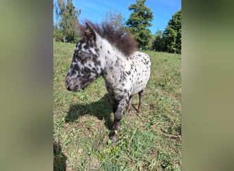 Mini pony Shetland, Semental, 1 año, Atigrado/Moteado