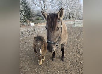 Mini pony Shetland, Semental, 2 años, 78 cm