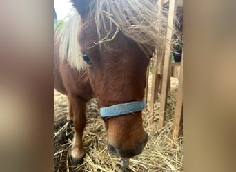 Mini pony Shetland, Semental, 2 años, 80 cm, Alazán