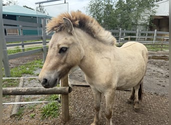 Mini pony Shetland, Semental, 2 años, 80 cm, Buckskin/Bayo