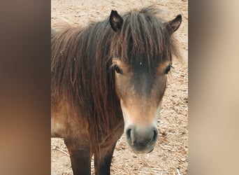 Mini pony Shetland, Semental, 2 años, 80 cm, Castaño oscuro