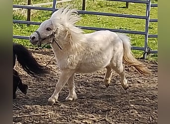 Mini pony Shetland, Semental, 2 años, 80 cm, Palomino