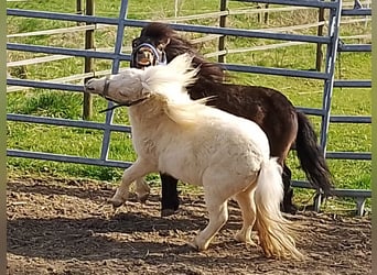 Mini pony Shetland, Semental, 2 años, 80 cm, Palomino