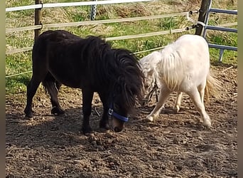 Mini pony Shetland, Semental, 2 años, 80 cm, Palomino