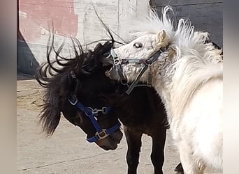 Mini pony Shetland, Semental, 2 años, 80 cm, Palomino