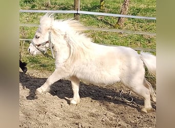 Mini pony Shetland, Semental, 2 años, 80 cm, Palomino