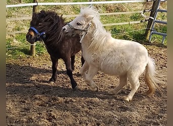 Mini pony Shetland, Semental, 2 años, 80 cm, Palomino