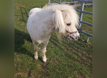 Mini pony Shetland, Semental, 2 años, 80 cm, Palomino