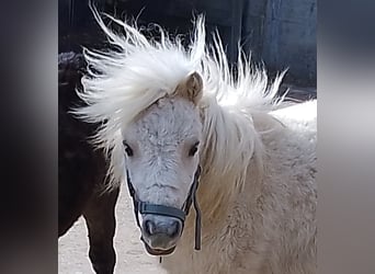 Mini pony Shetland, Semental, 2 años, 80 cm, Palomino