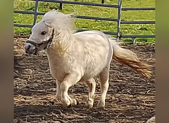 Mini pony Shetland, Semental, 2 años, 80 cm, Palomino