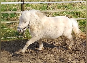 Mini pony Shetland, Semental, 2 años, 80 cm, Palomino