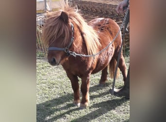 Mini pony Shetland, Semental, 2 años, Alazán