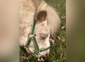 Mini pony Shetland, Semental, 2 años