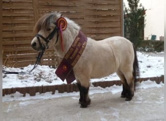 Mini pony Shetland, Semental, 3 años, 79 cm, Castaño