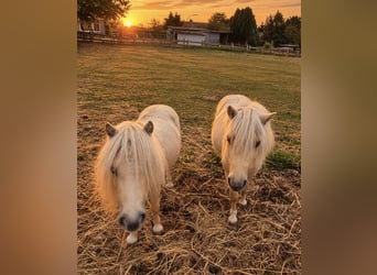 Mini pony Shetland, Semental, 3 años, 85 cm, Champán