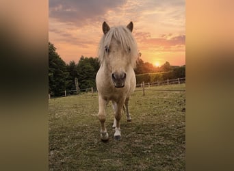 Mini pony Shetland, Semental, 3 años, 85 cm, Champán