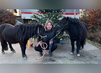 Mini pony Shetland, Semental, 4 años, 76 cm, Negro