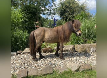 Mini pony Shetland, Semental, 4 años, 79 cm, Castaño