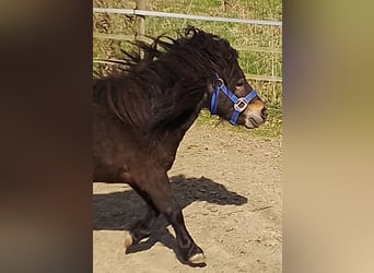 Mini pony Shetland, Semental, 4 años, 80 cm, Castaño oscuro
