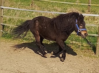Mini pony Shetland, Semental, 4 años, 80 cm, Castaño oscuro
