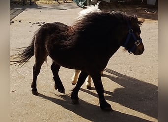 Mini pony Shetland, Semental, 4 años, 80 cm, Castaño oscuro