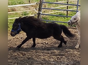 Mini pony Shetland, Semental, 4 años, 80 cm, Castaño oscuro