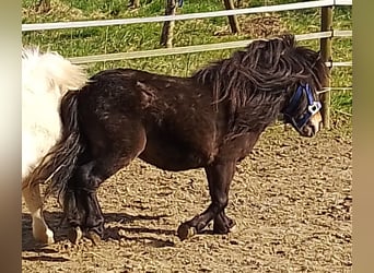 Mini pony Shetland, Semental, 4 años, 80 cm, Castaño oscuro