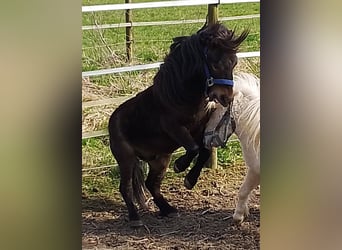 Mini pony Shetland, Semental, 4 años, 80 cm, Castaño oscuro