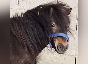 Mini pony Shetland, Semental, 4 años, 80 cm, Castaño oscuro